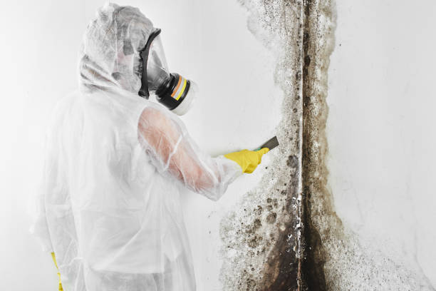 Best Best Mold Removal Companies  in Forrest, IL