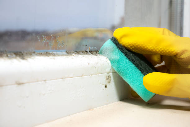 Best Mold Removal Process  in Forrest, IL