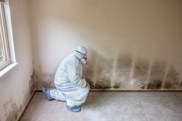 Best Affordable Mold Removal  in Forrest, IL